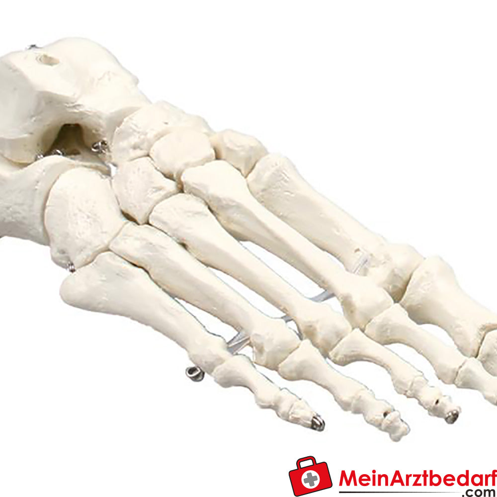 Erler-Zimmer Fußskelett.