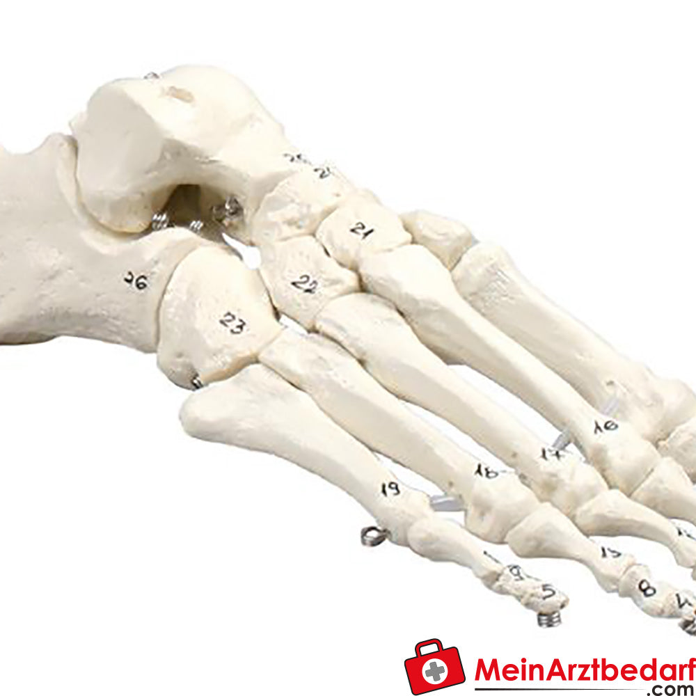 Erler-Zimmer Fußskelett.