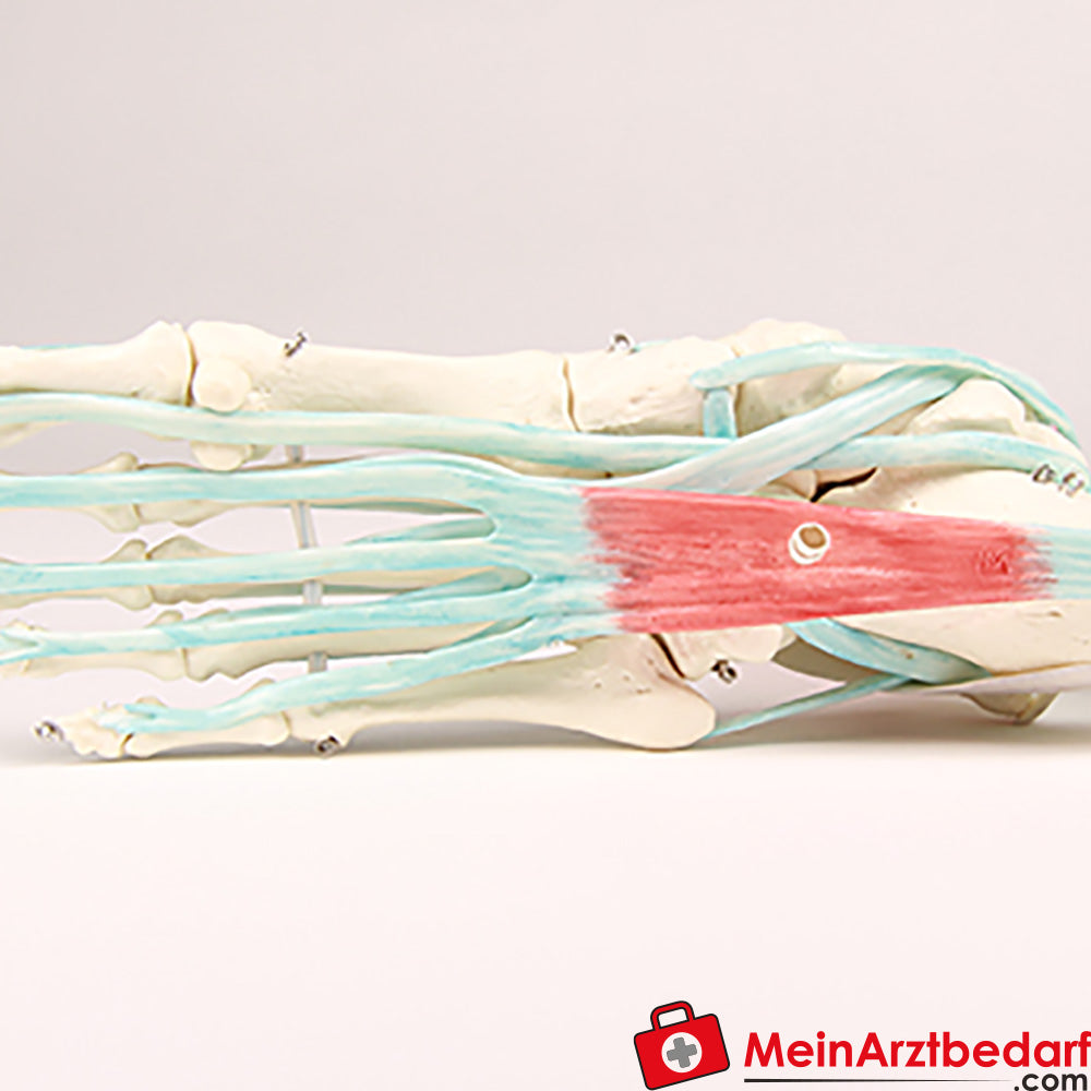 Erler-Zimmer Fußskelett mit Sehnenapparat.