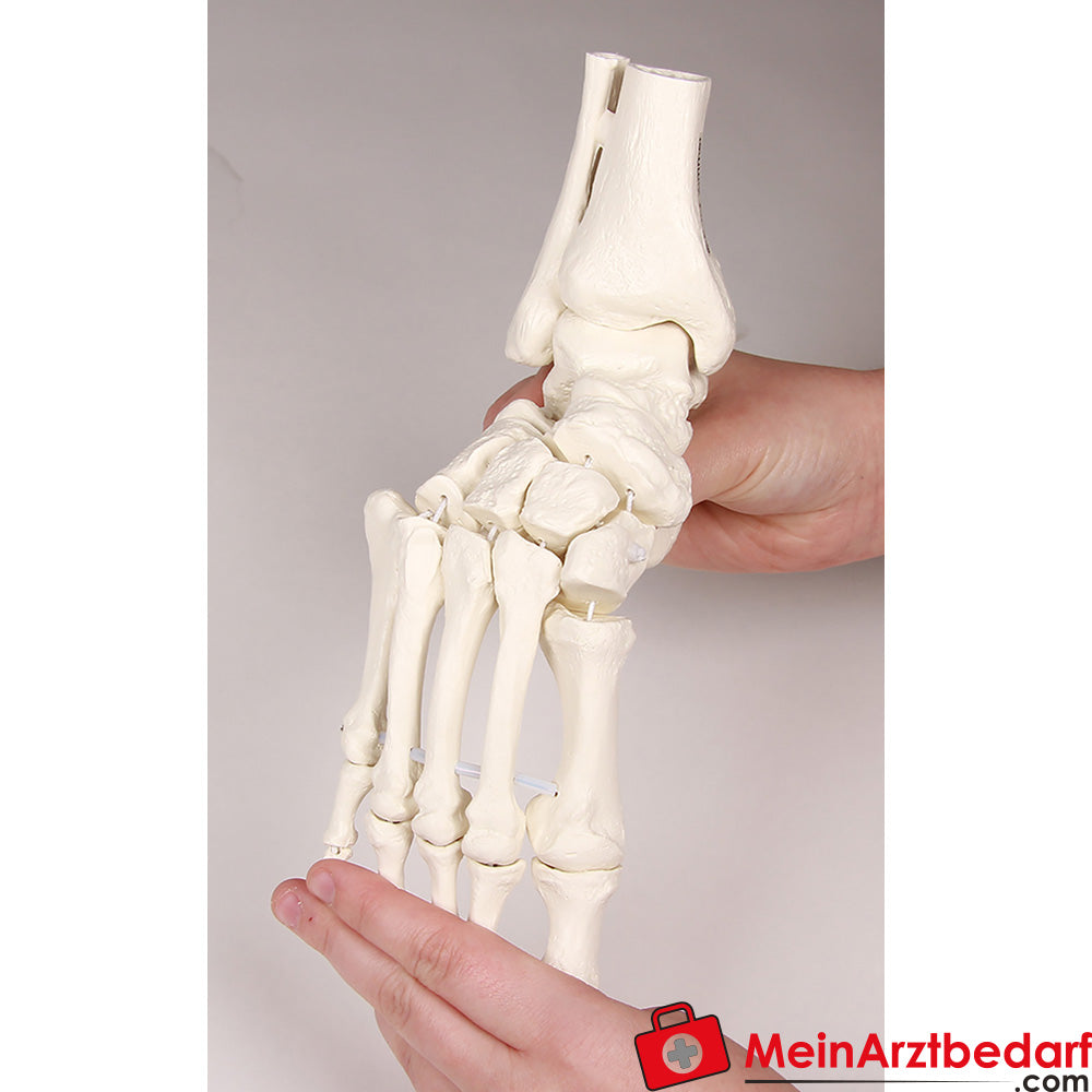 Erler-Zimmer Fußskelett mit Schien.