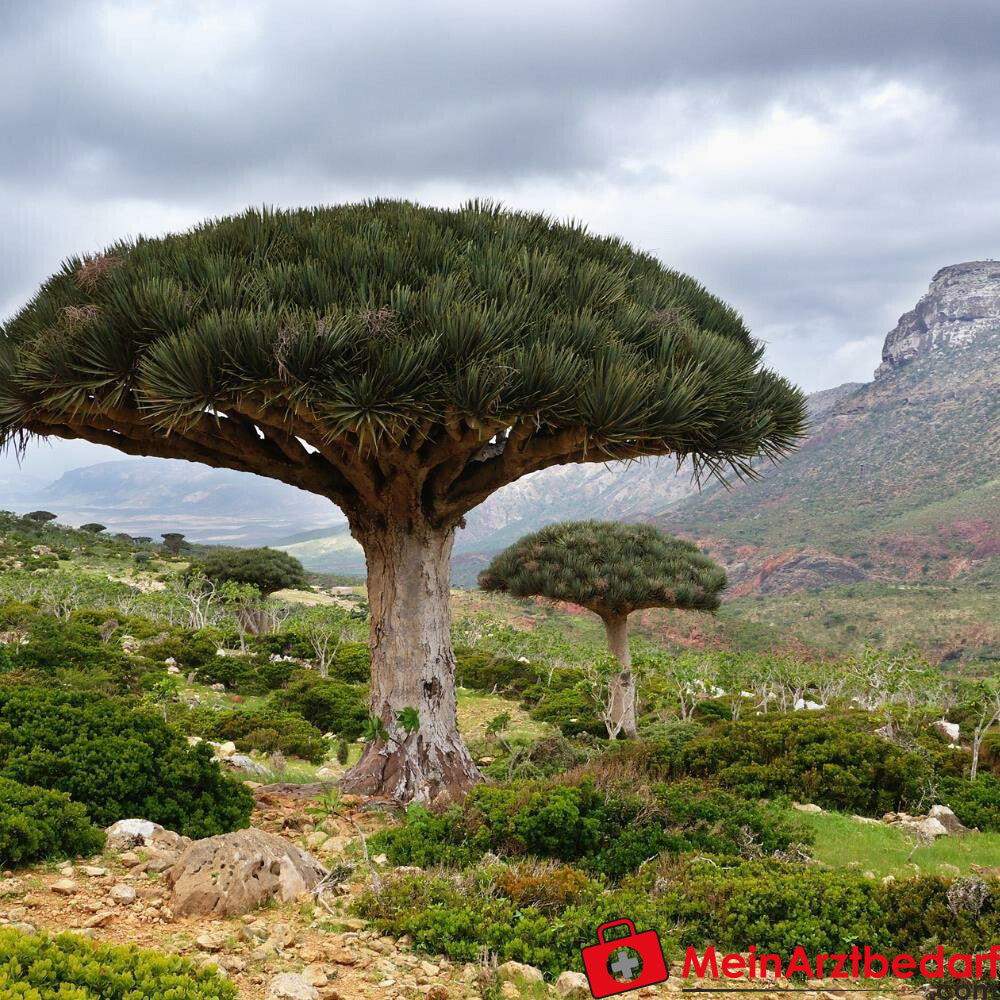 Drachenblut (Sangre de Drago) 30 ml.