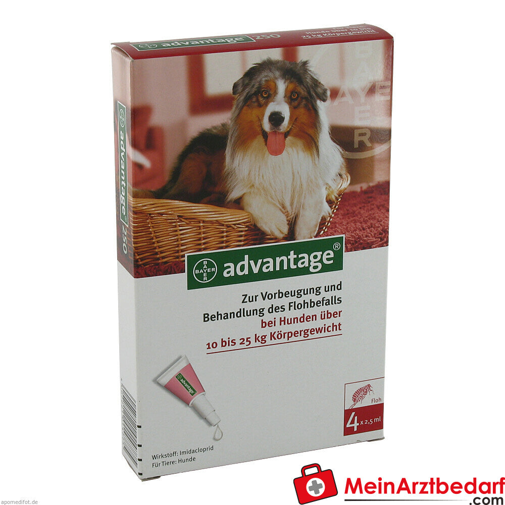 Advantage 250 Hund 4 St.