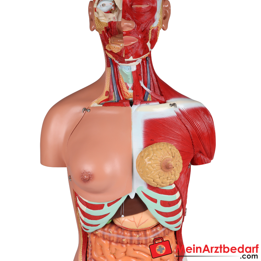 Erler-Zimmer Zweigeschlechtlicher Anatomietorso 28-teilig.