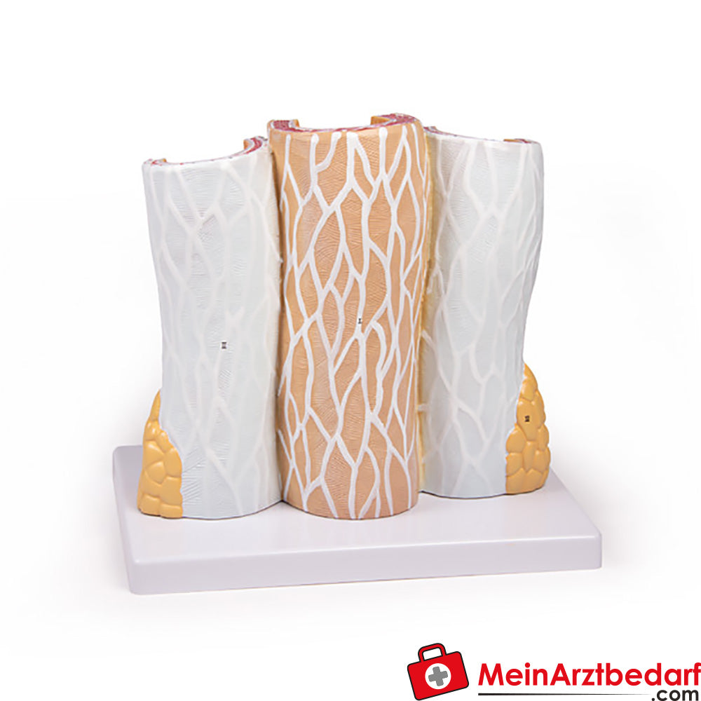 Erler-Zimmer Arterie und Venen Modell, 20-fach vergrößert.