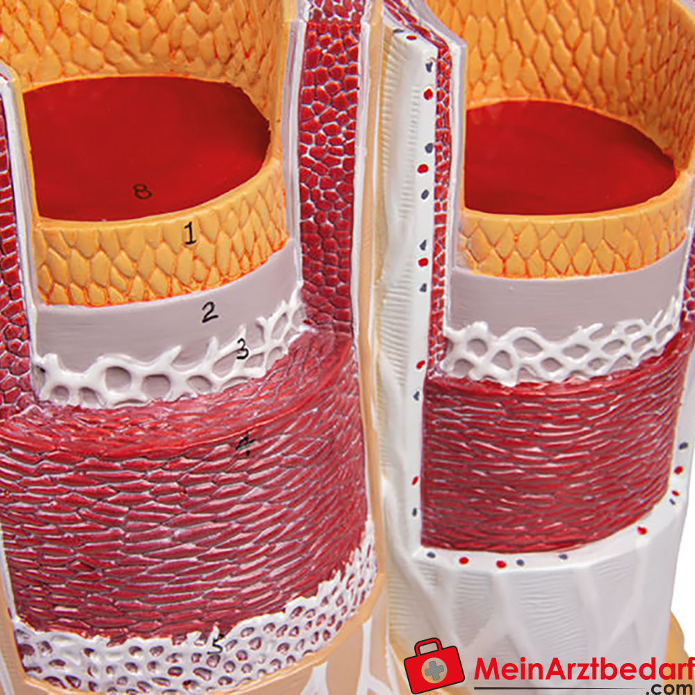 Erler-Zimmer Arterie und Venen Modell, 20-fach vergrößert.