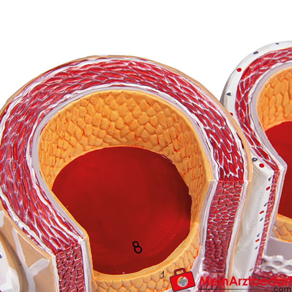 Erler-Zimmer Arterie und Venen Modell, 20-fach vergrößert.