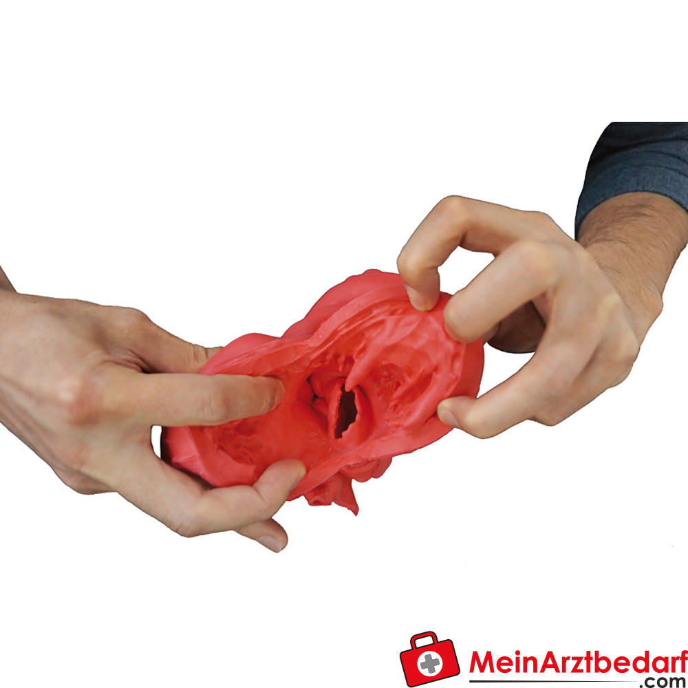 Erler-Zimmer Herzmodell, flexibel, didaktische Ausführung.