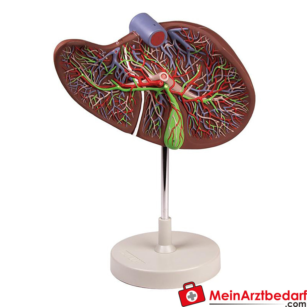 Erler-Zimmer Menschliche Leber, 1,5-fach vergrößert.