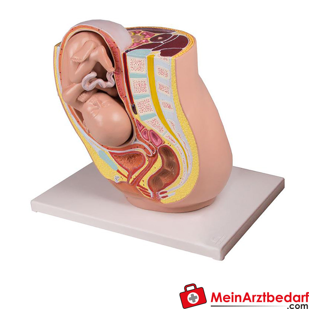 Erler-Zimmer Pregnancy Pelvis with Fetus in the 32nd week of pregnancy, 2 Parts.
