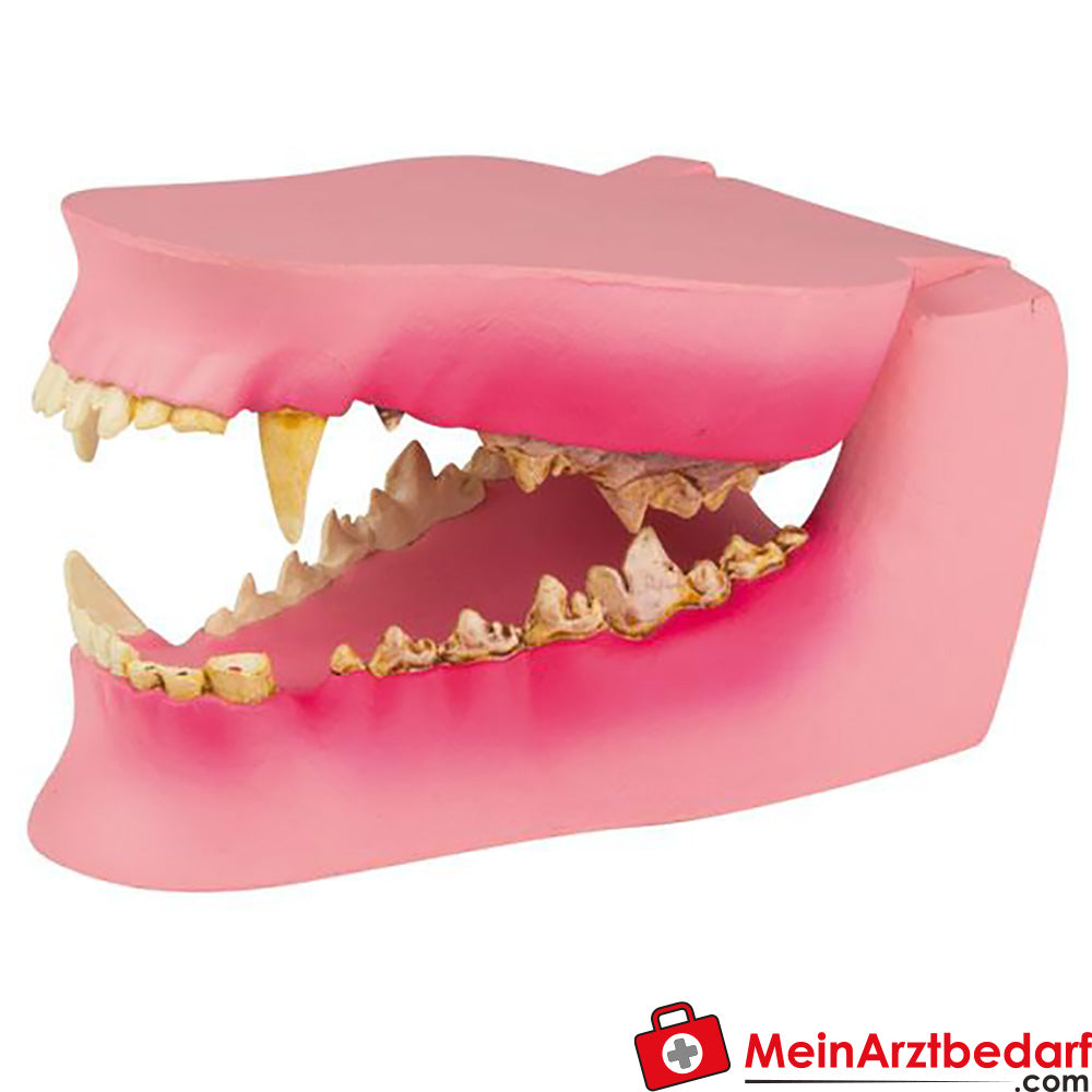 Erler-Zimmer Hundekiefer gesund/erkrankt.