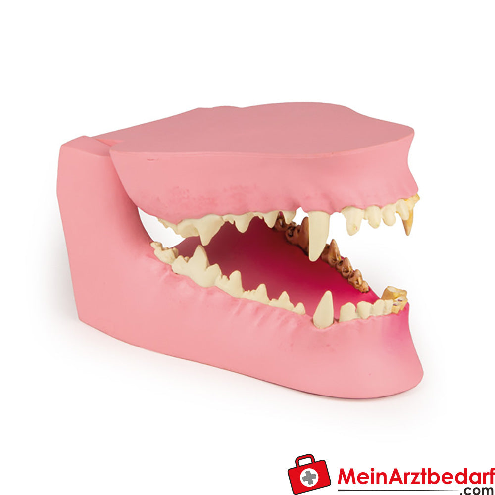 Erler-Zimmer Hundekiefer gesund/erkrankt.