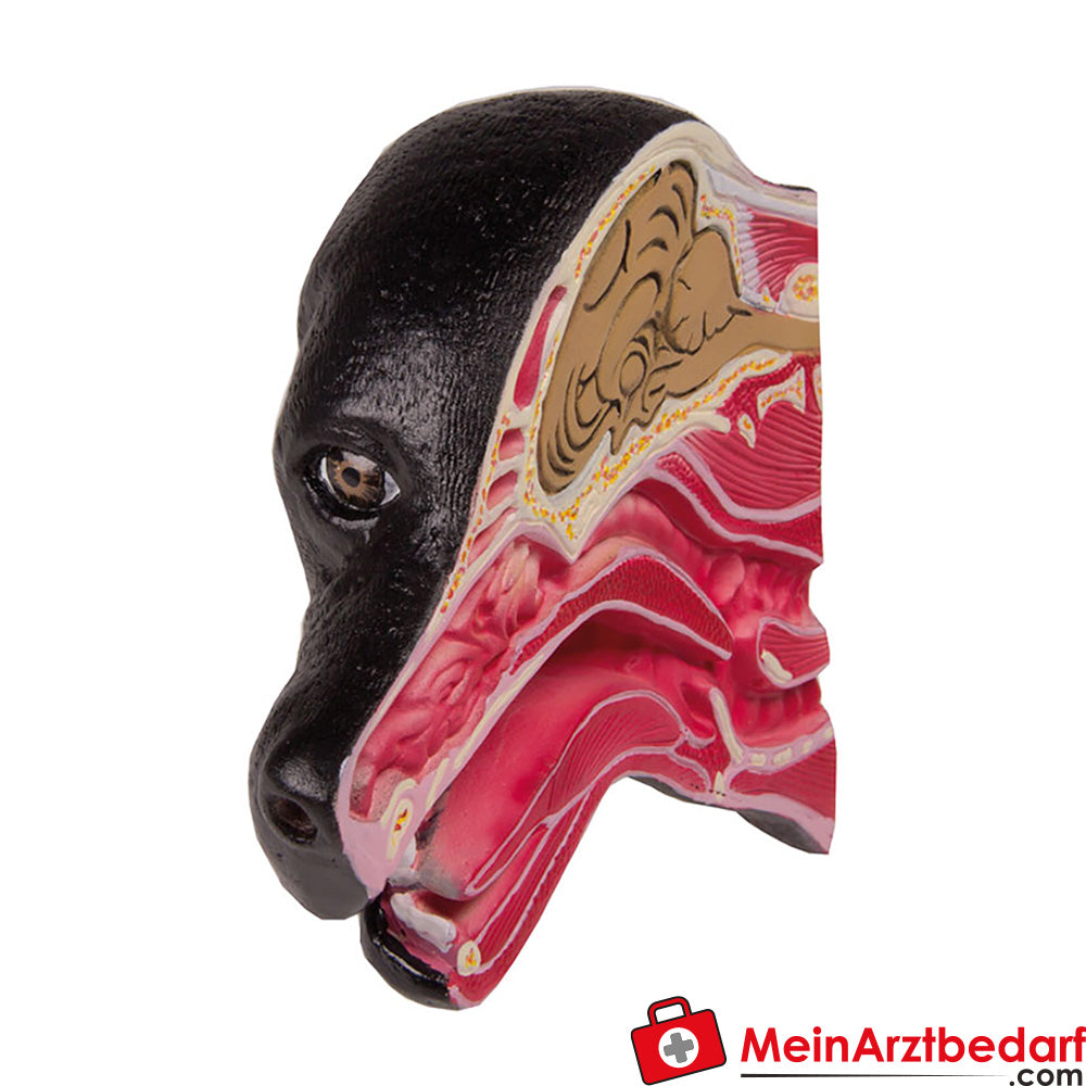 Erler-Zimmer Medianschnitt eines Hundekopfes.