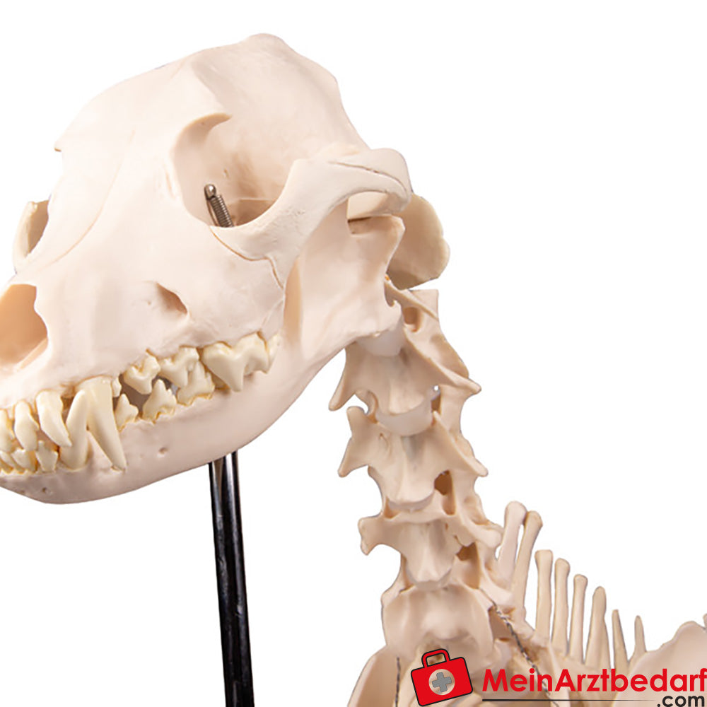 Erler-Zimmer Hundeskelett