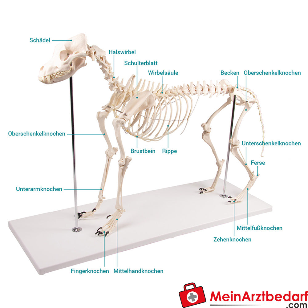 Erler-Zimmer Hundeskelett
