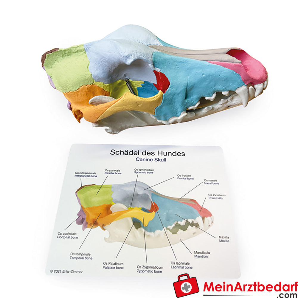 Erler-Zimmer Hundeschädel mit didaktischer Bemalung.