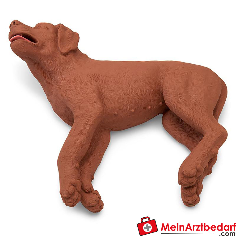 Erler-Zimmer HLW Übungshund CasPeR.