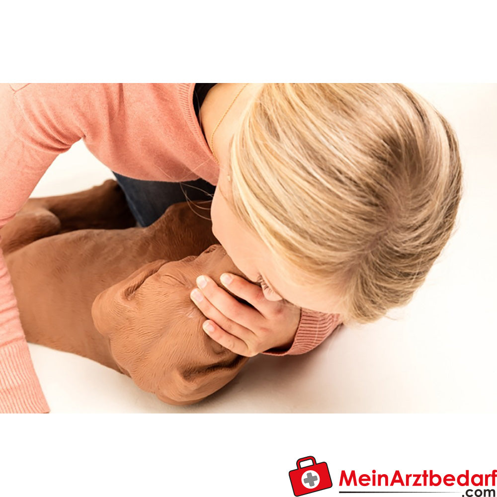 Erler-Zimmer HLW Übungshund CasPeR.