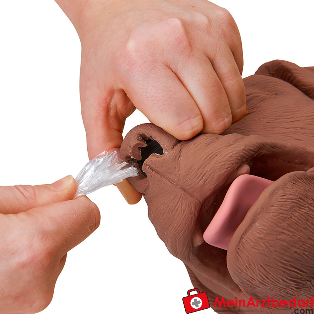 Erler-Zimmer HLW Übungshund CasPeR.