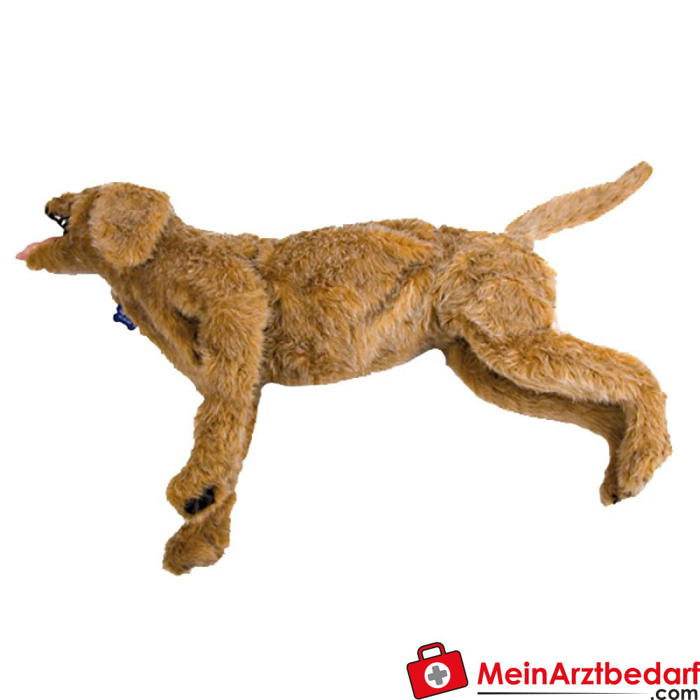 Erler-Zimmer Advanced Airway Jerry Übungspuppe.