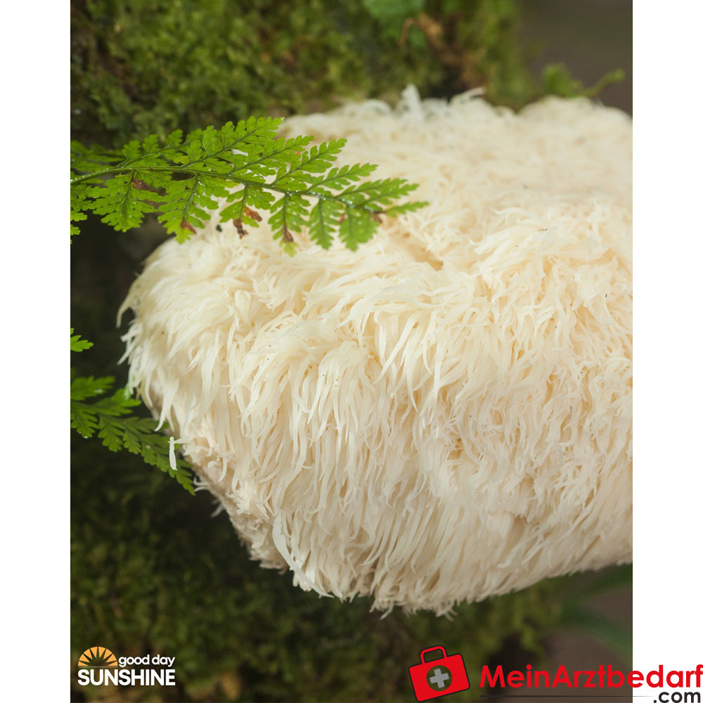 Capsule di estratto di funghi vitali Hericium di Good Day Sunshine - Chiarezza mentale e supporto naturale alla digestione (90 capsule)