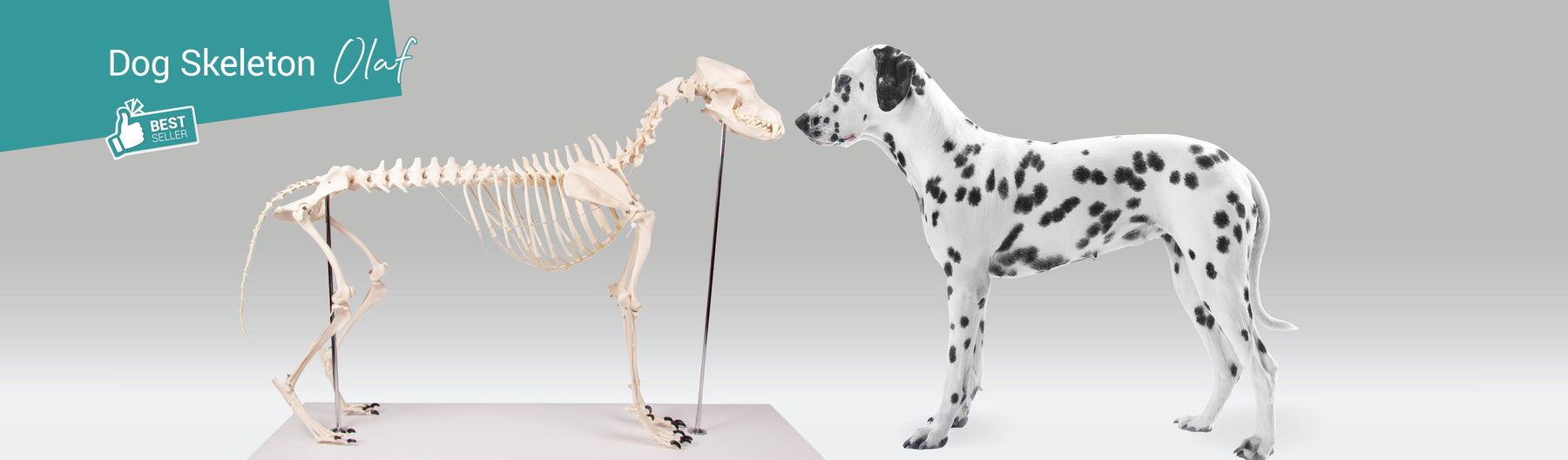 Enthüllung des Hundeskeletts von Erler Zimmer: Ein medizinisches Wunderwerk in natürlicher Größe
