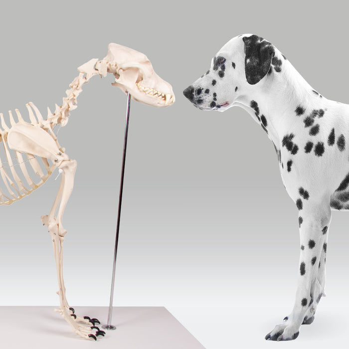 Enthüllung des Hundeskeletts von Erler Zimmer: Ein medizinisches Wunderwerk in natürlicher Größe