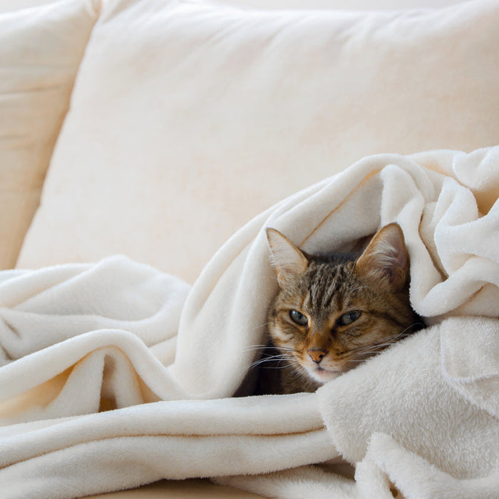 Katzenschnupfen. So helfen Sie Ihrer Katze schnell wieder auf die Beine