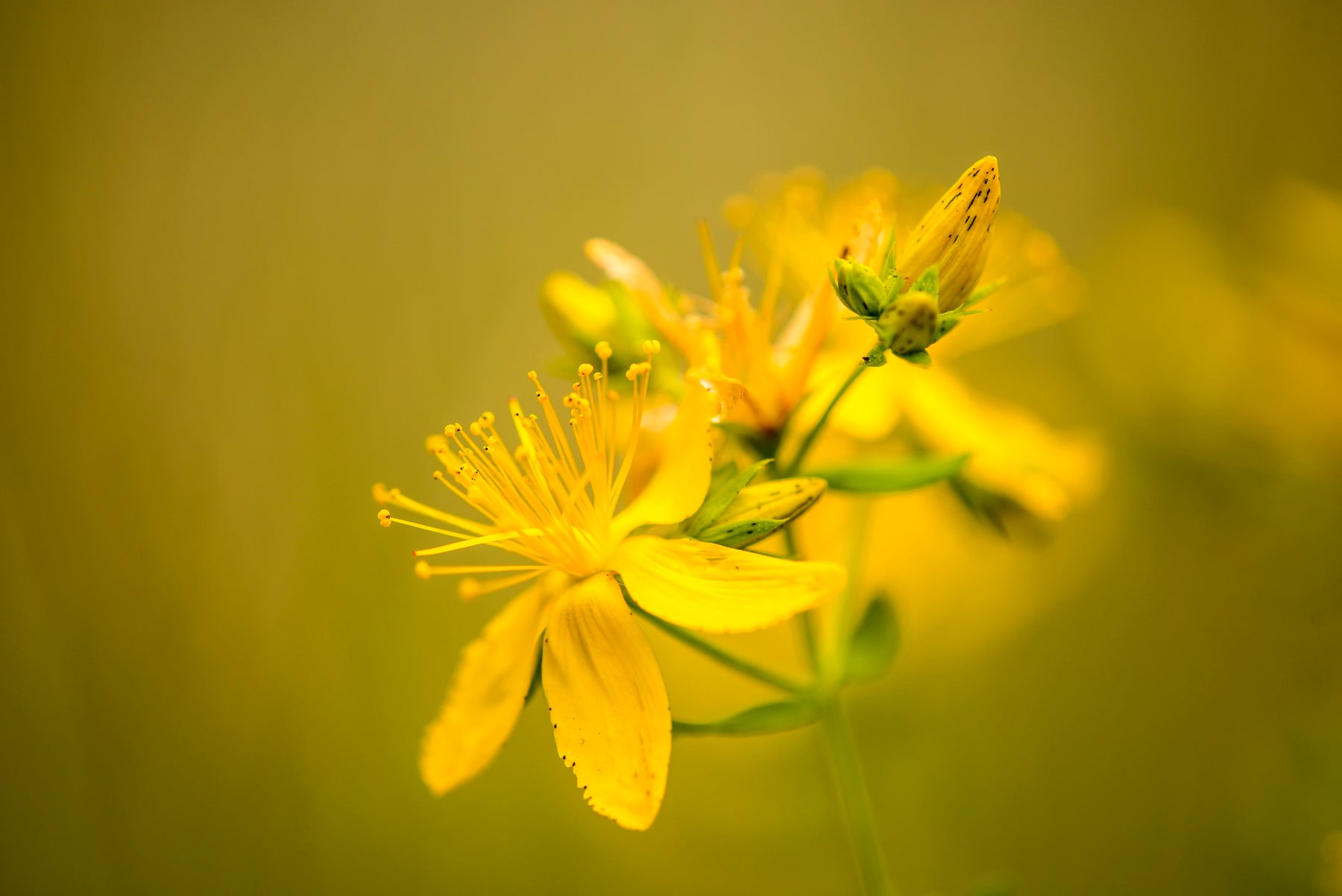 Johanniskraut: Die Kraft der Natur für seelisches Wohlbefinden – Entdecke Kneipp®-Johanniskraut