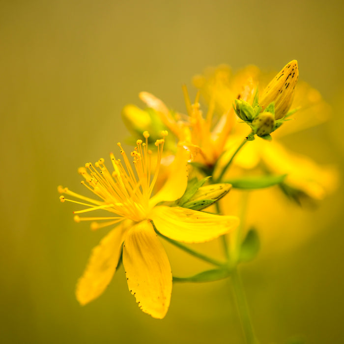 Johanniskraut: Die Kraft der Natur für seelisches Wohlbefinden – Entdecke Kneipp®-Johanniskraut