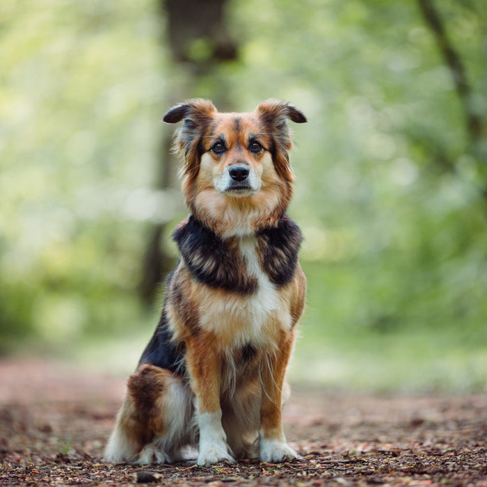 Effektive Strategien zur Schädlingsbekämpfung bei Hunden