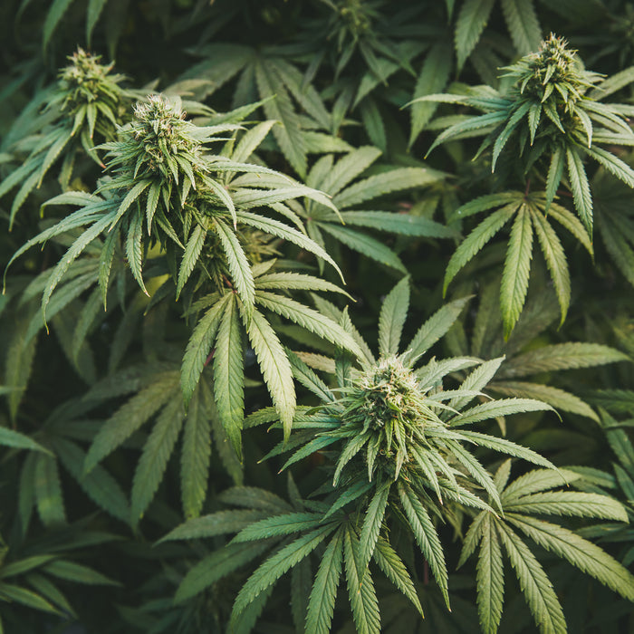 Ich will Gras rauchen. Was muss ich beachten beim Konsum mit Cannabis?