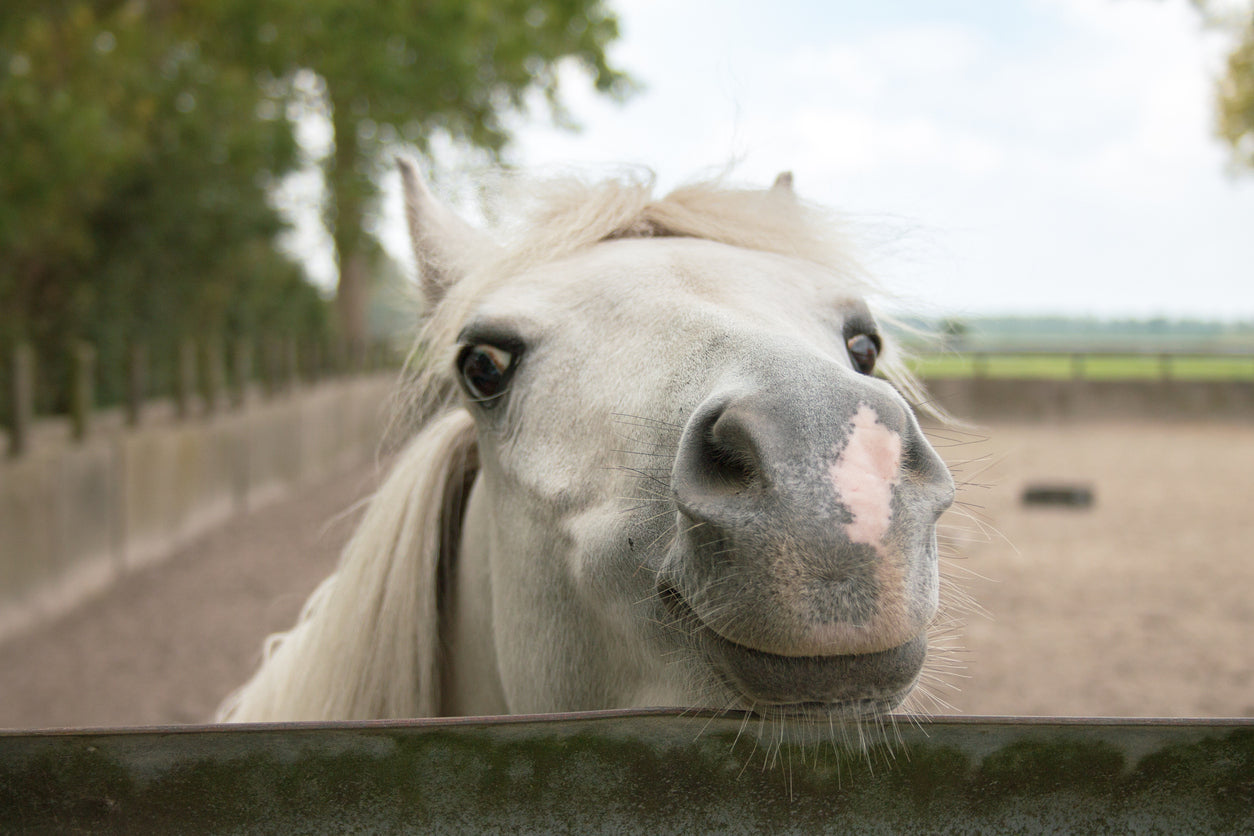 Pferdegesundheit. Wichtige Medikamente für Ihr Pferd