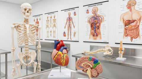Anatomische Modelle & Lehrtafeln