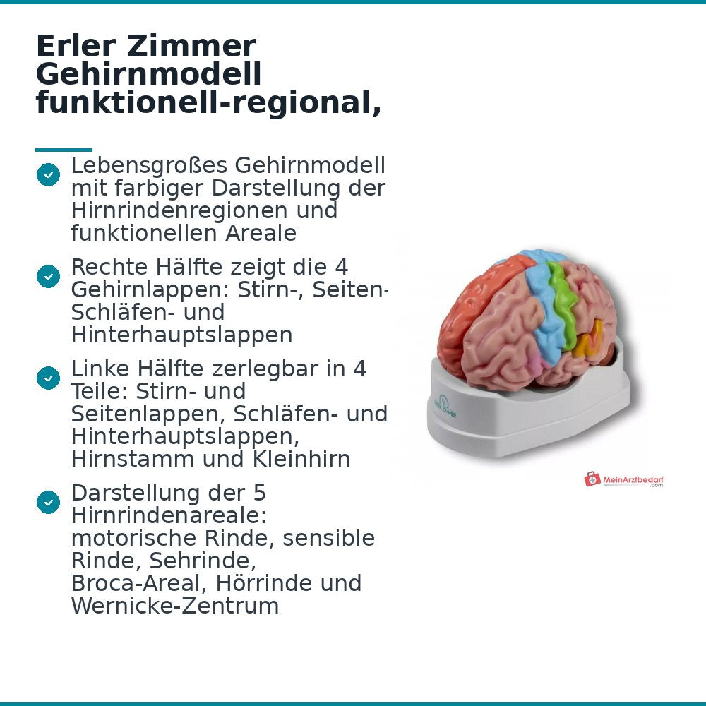 Erler-Zimmer Gehirnmodell funktionell-regional, lebensgroß, 5-teilig, farbig bemalt, EZ Augmented Anatomy