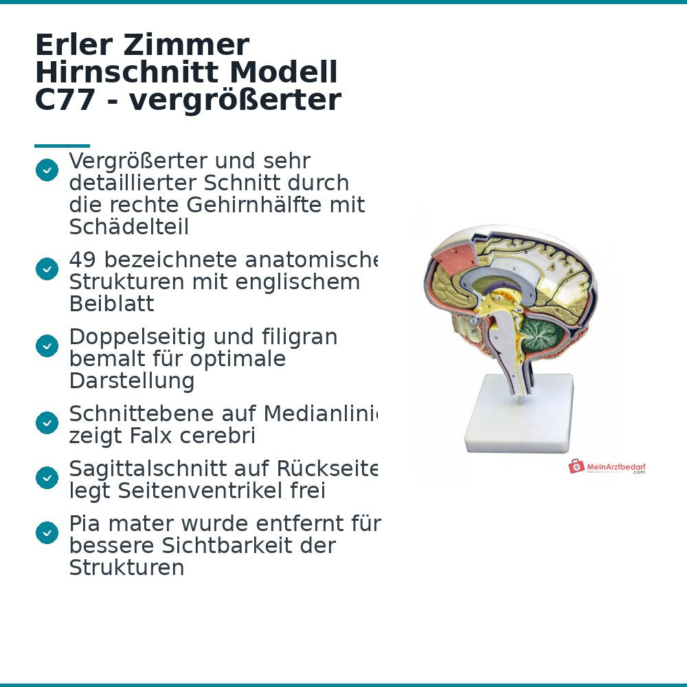 Erler-Zimmer Hirnschnitt auf Stativ