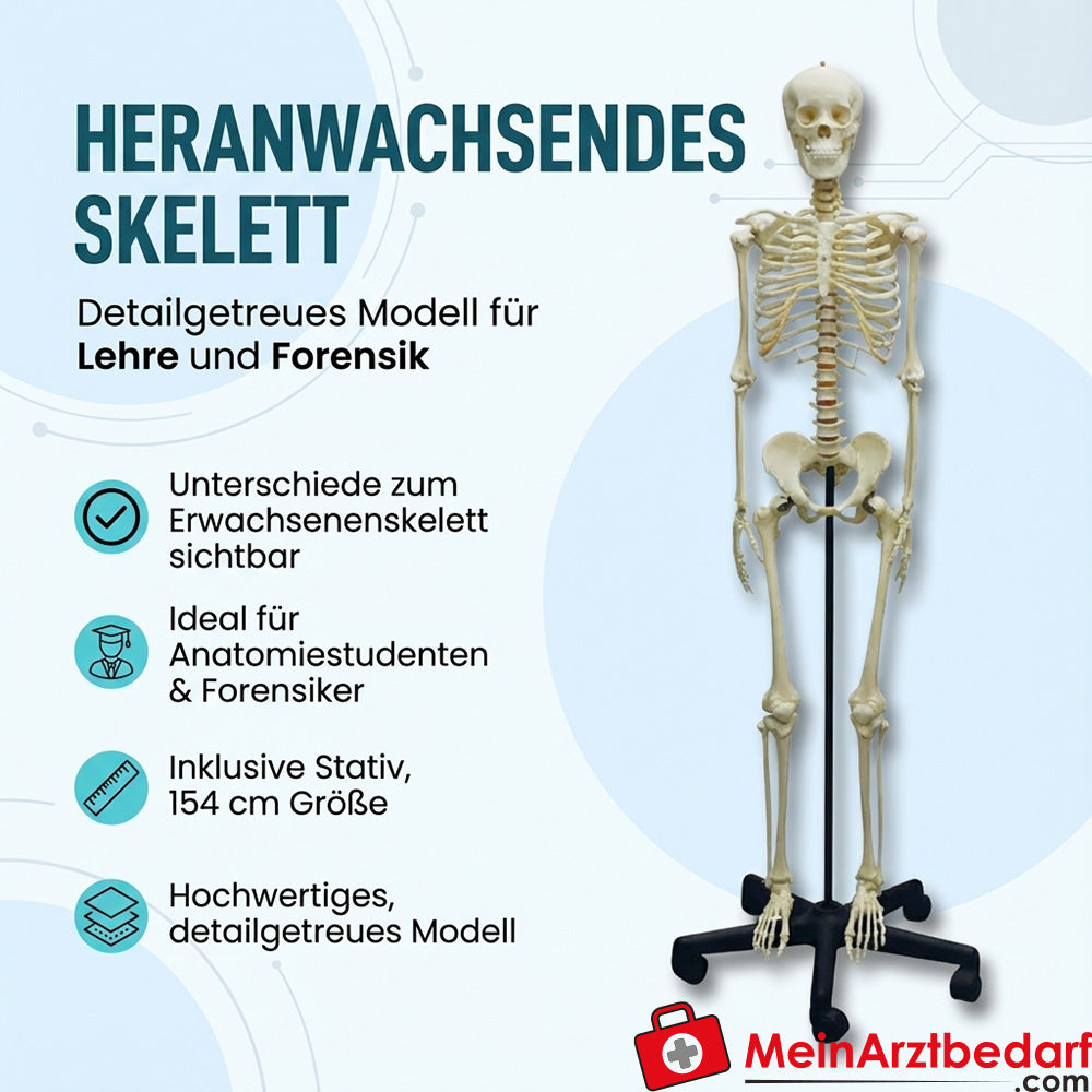 Erler Zimmer adolescent skeleton | MeinArztbedarf.com