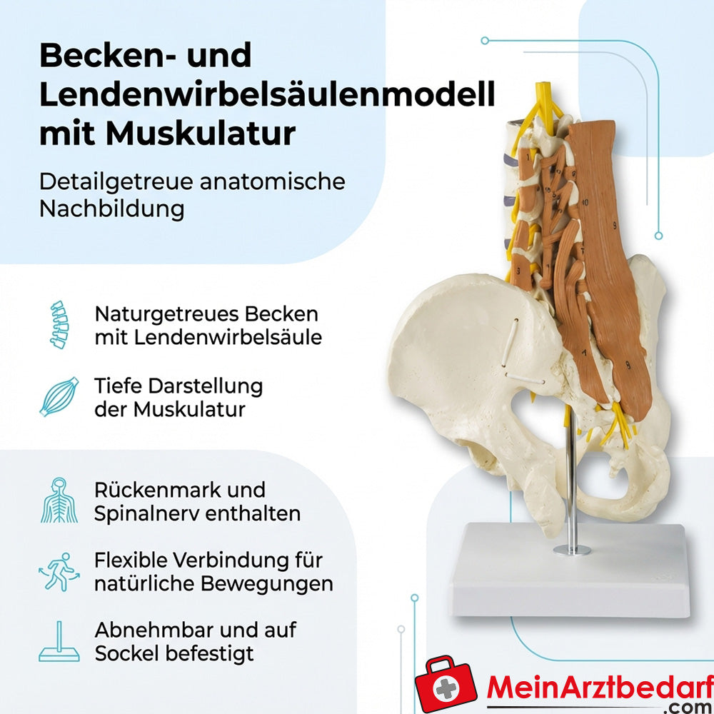 Modello di bacino Erler Zimmer, colonna vertebrale lombare con muscoli lombari
