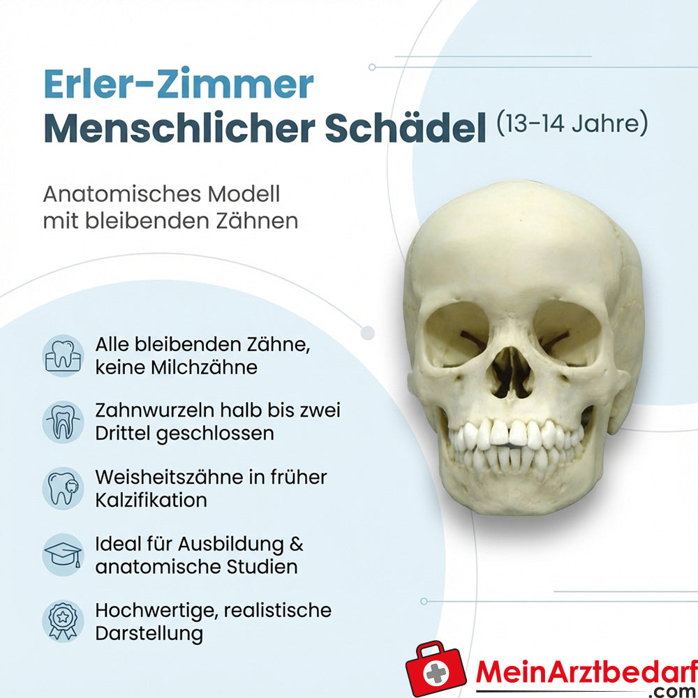 Modello di cranio Erler Zimmer, 13 anni, anatomico, denti permanenti