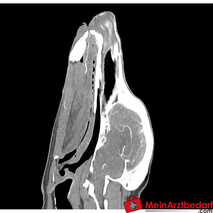 Cabeza de perro Erler Zimmer - fantasma para CT y rayos X