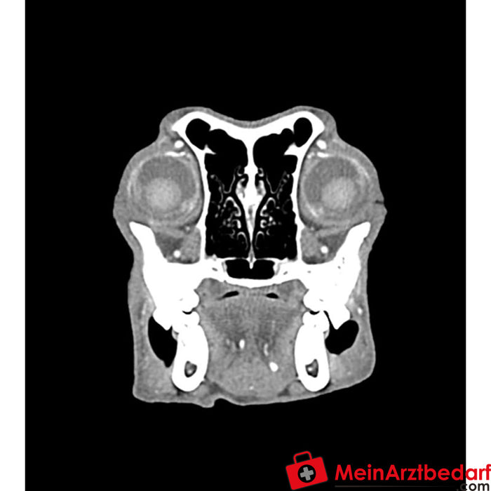 Erler Zimmer köpek kafası - CT ve X-ray için fantom