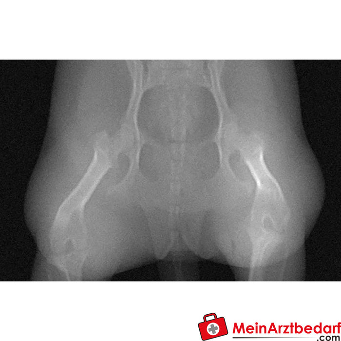 Erler Zimmer 犬骨盆 - 用于 CT 和 X 光的模型