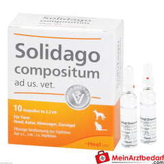 Solidago comp ad us vet 10 St.