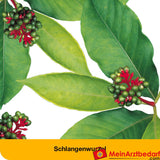 dystoLoges® Tropfen.