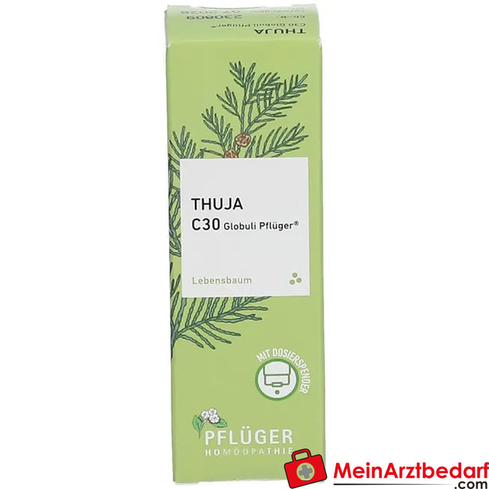 Glóbulos externos de Thuja Pflüger