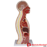 Erler-Zimmer NG Tracheostomie Torso, lebensgroß.