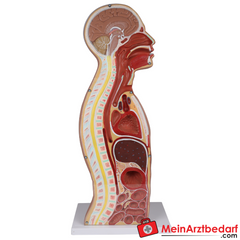 Erler-Zimmer NG Tracheostomie Torso, lebensgroß.