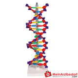 Erler-Zimmer DNA Doppelhelix.