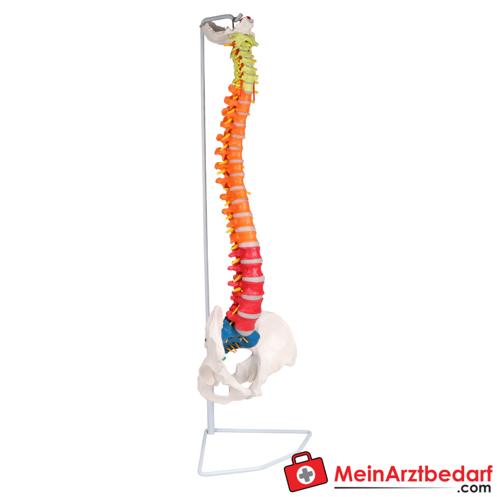 Erler-Zimmer Flexible Wirbelsäule didaktisch.
