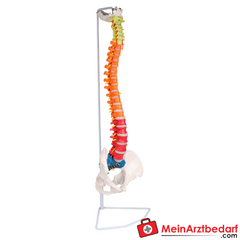 Erler-Zimmer Flexible Wirbelsäule didaktisch.
