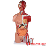 Erler-Zimmer Zweigeschlechtlicher Anatomietorso 28-teilig.